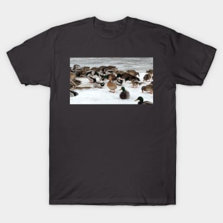 Winter Mallard Duck Flock On The Snow T-Shirt